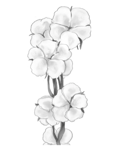 Illustration Baumwollblüten